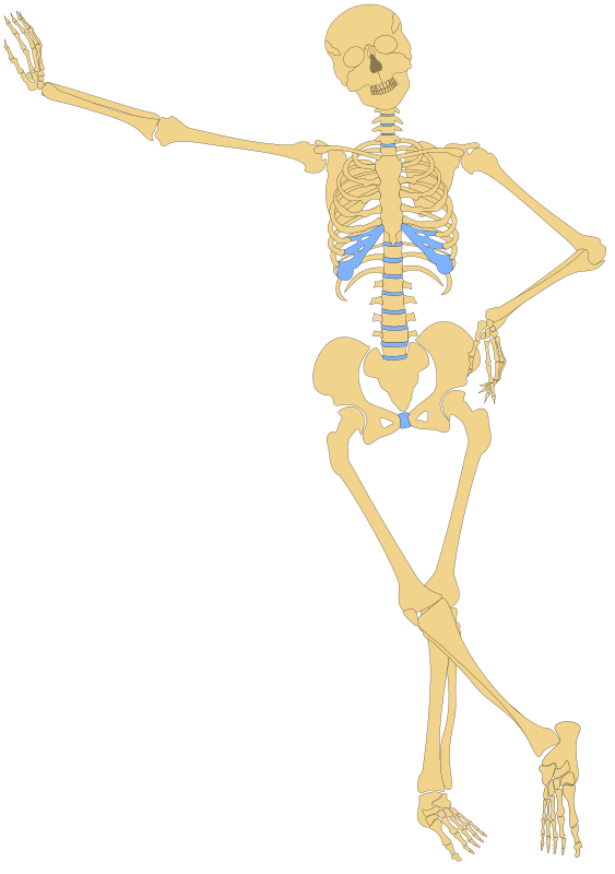 Bones Bones